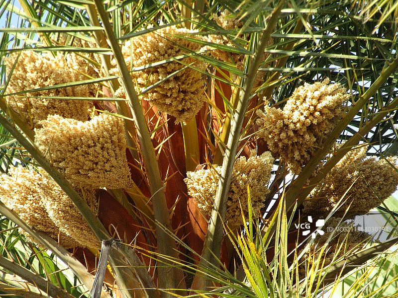 春天果园里的桃树图片素材