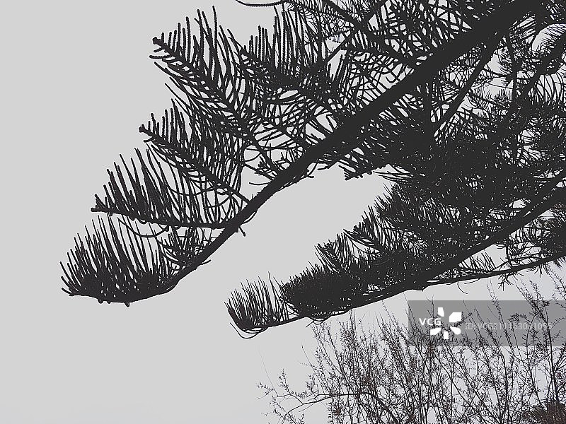 松树枝特写图片素材