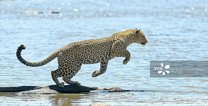 水中猎豹图片素材