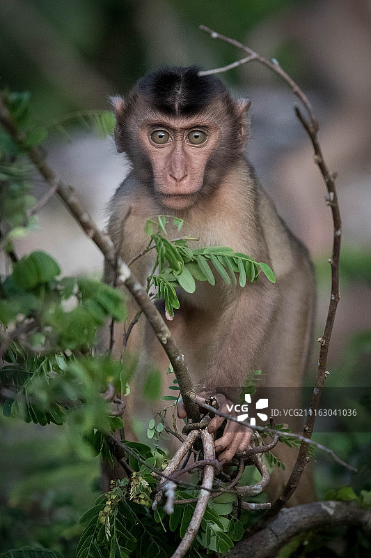 猴子站在树枝上图片素材