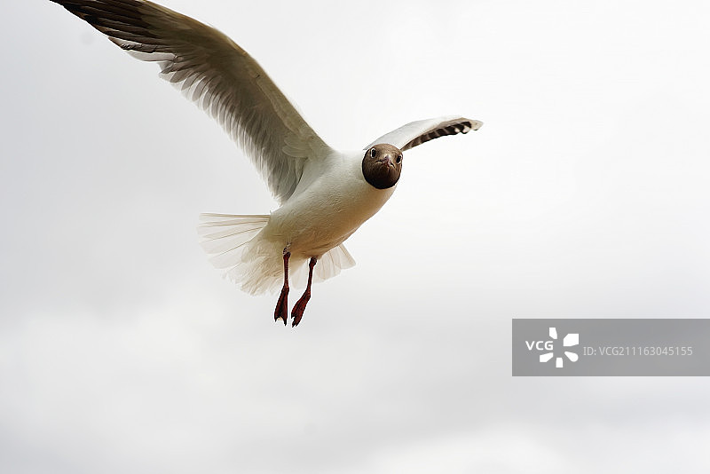 鸟儿逆着天空飞翔图片素材