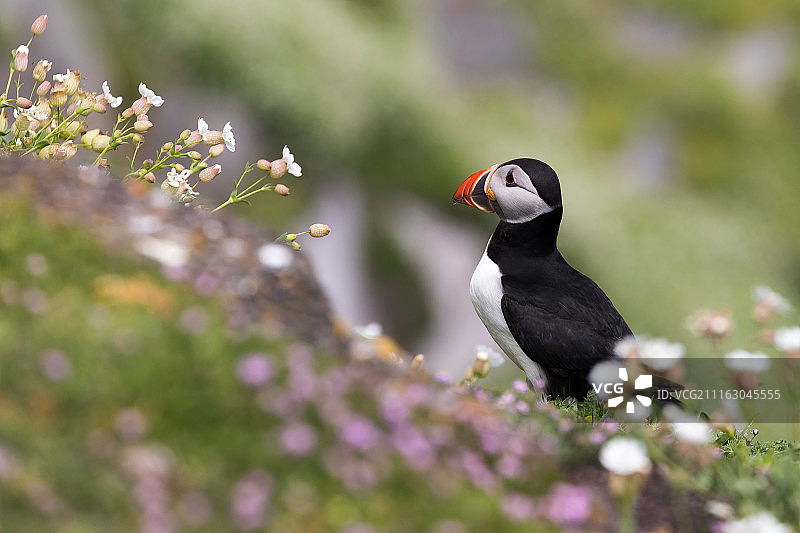 野花丛中的海鹦鸟侧面图图片素材