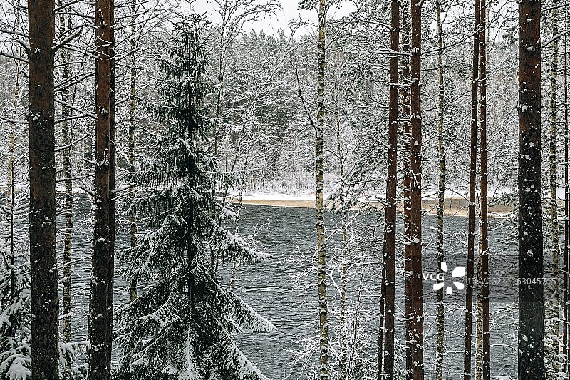 森林景观图片素材