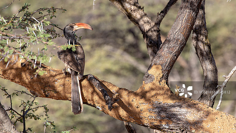 蒙泰罗弯嘴犀鸟图片素材
