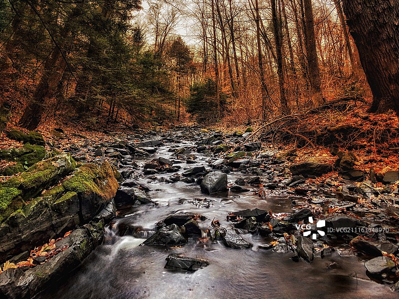 森林中的溪流图片素材