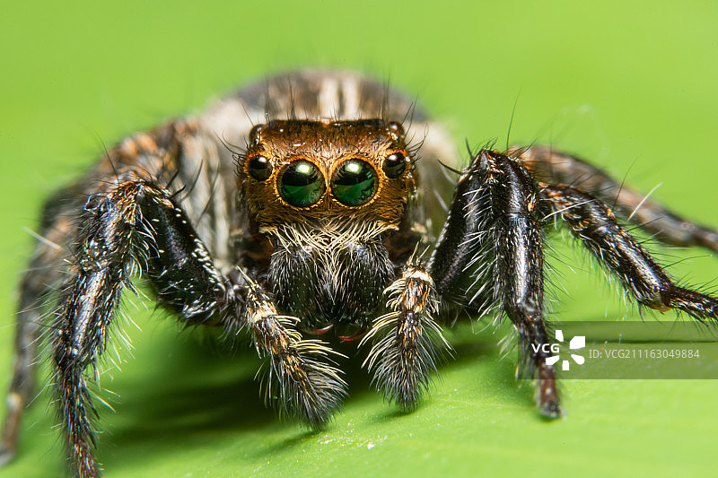 栖息在树叶上的蜘蛛图片素材