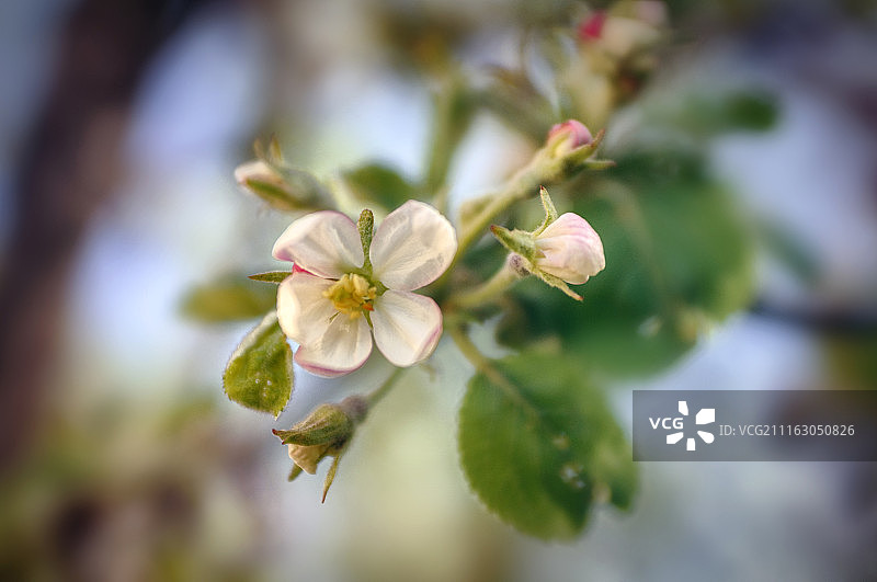 绣线菊特写照片图片素材