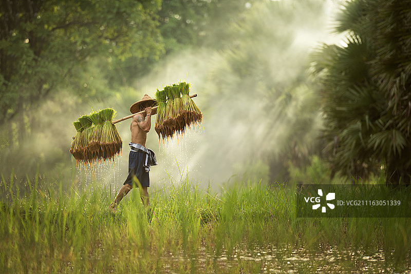 老挝、越南的农民在田里搬运稻作物图片素材