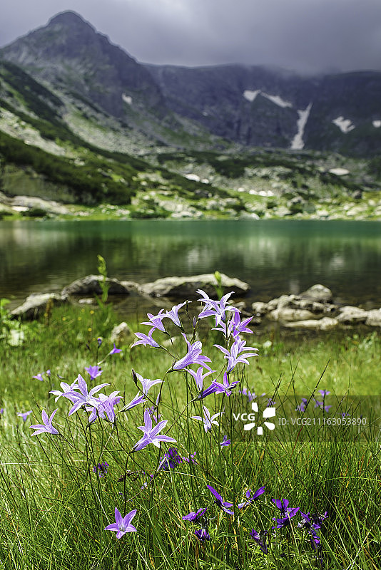 山景中湖边草地上的紫色花朵图片素材