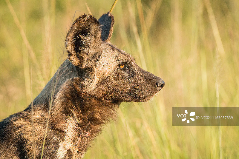 非洲野犬头部侧面特写图片素材