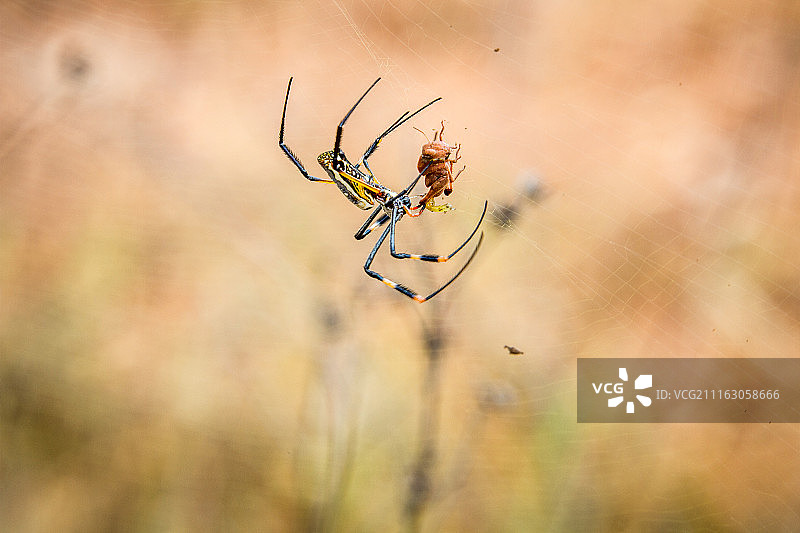 模糊背景上的蜘蛛图片素材