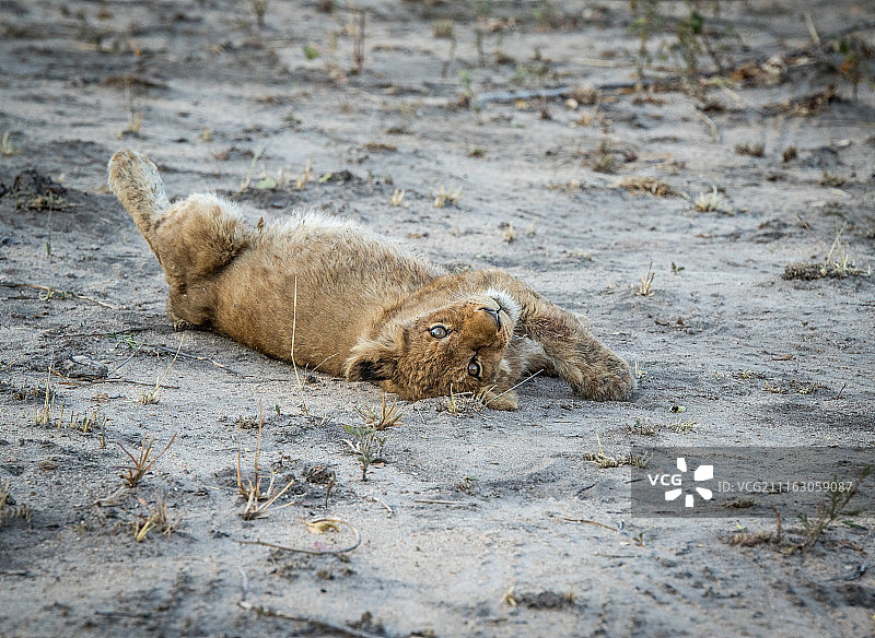 仰卧并看着镜头的狮子幼崽图片素材