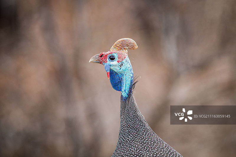 带冠鸟类的侧面照片图片素材