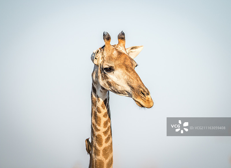 以天空为背景的长颈鹿头部图片素材