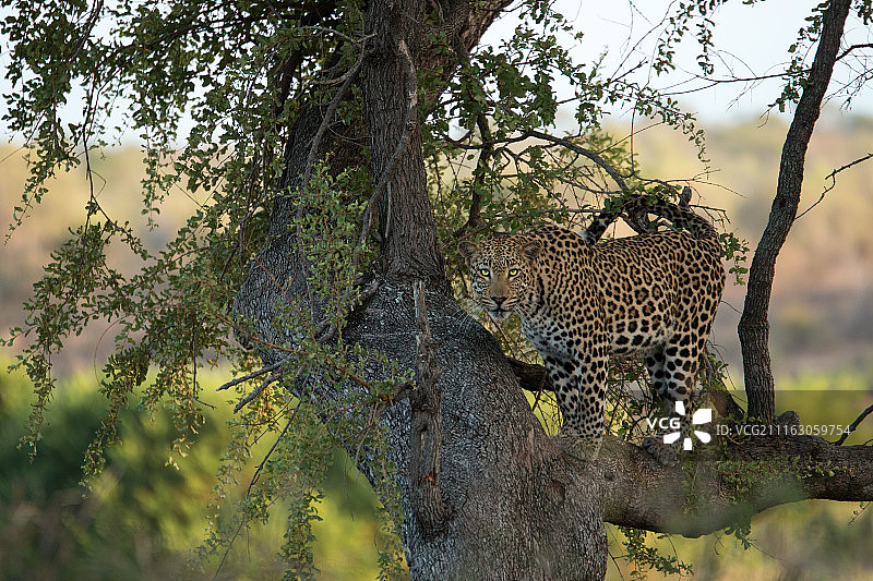 南非图拉马哈希图片素材