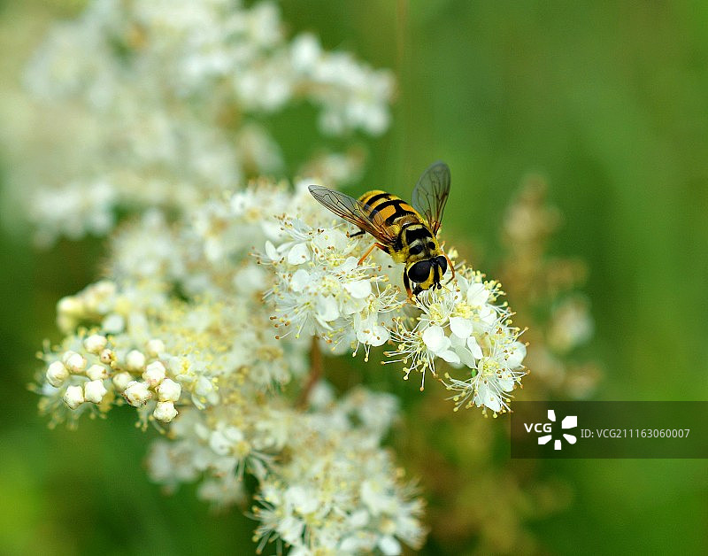 蜜蜂在花上的特写图片素材