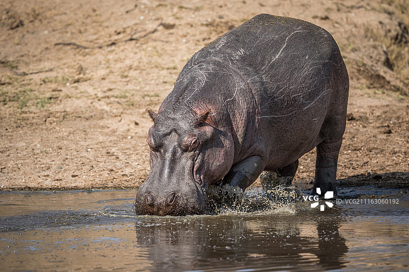 饮水的河马图片素材