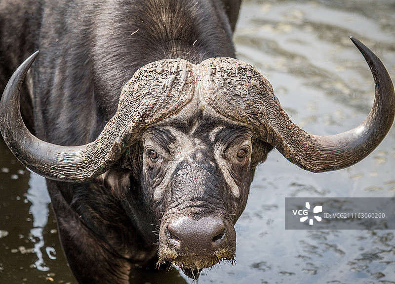 南非图拉马哈希图片素材