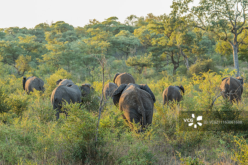 非洲象群在灌木丛中漫步图片素材