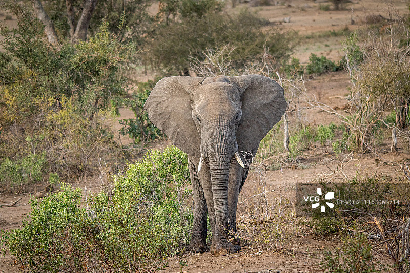 森林里的大象图片素材