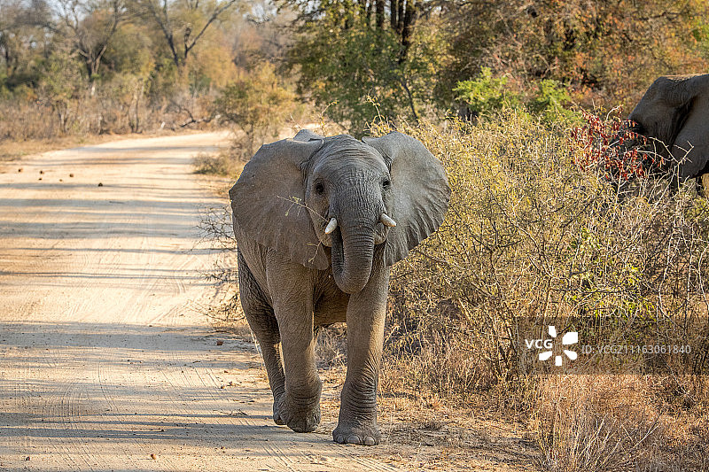 小象在路上行走图片素材