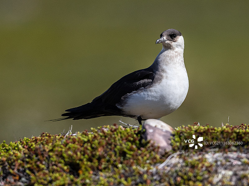 挪威瓦德索图片素材