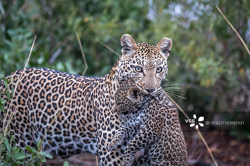 豹子（Panthera pardus）口衔幼崽图片素材