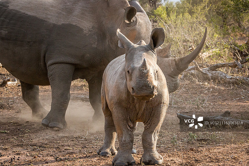 小只的白犀牛和它的父母图片素材