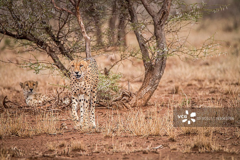 两只猎豹在稀树草原上图片素材