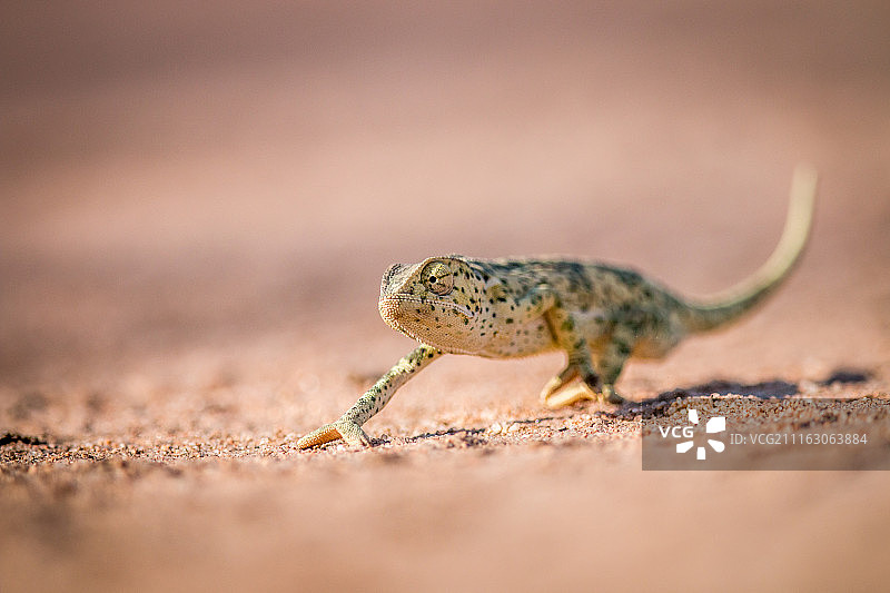 行走的变色龙特写图片素材