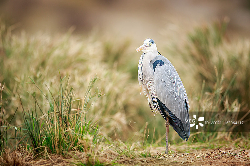 绿鹭的特写图片素材