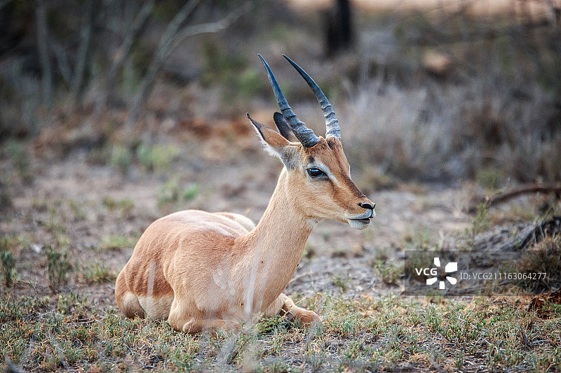 地面上的小羚羊图片素材