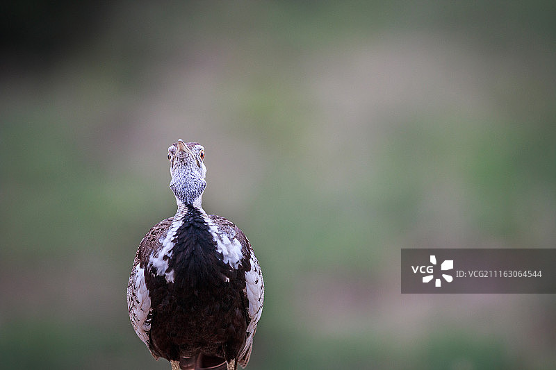 特写的鸟图片素材