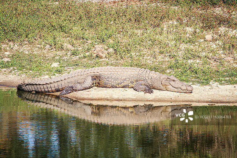 水面上的鳄鱼图片素材