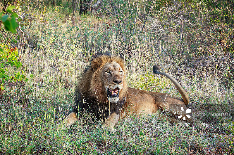 躺在地上的狮子图片素材