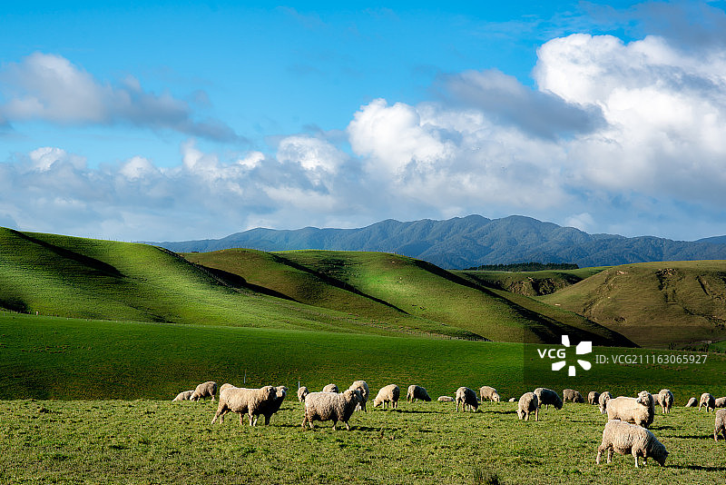 新西兰怀帕瓦图片素材