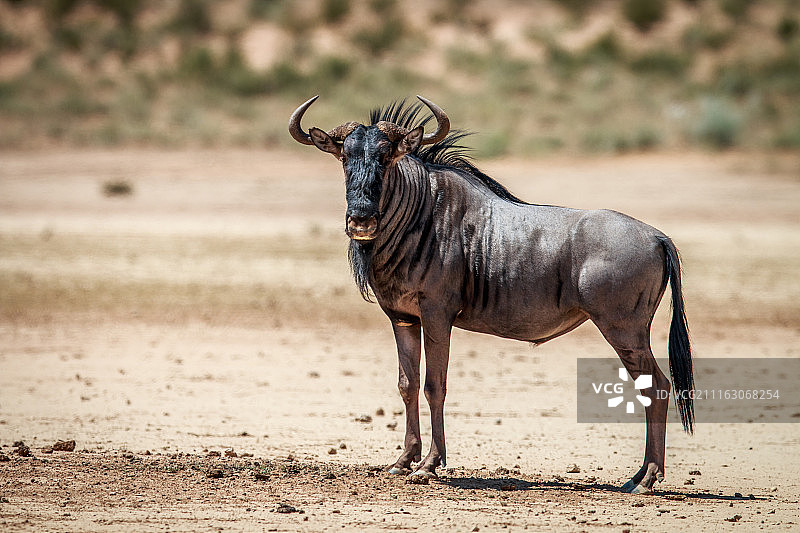 角马肖像图片素材