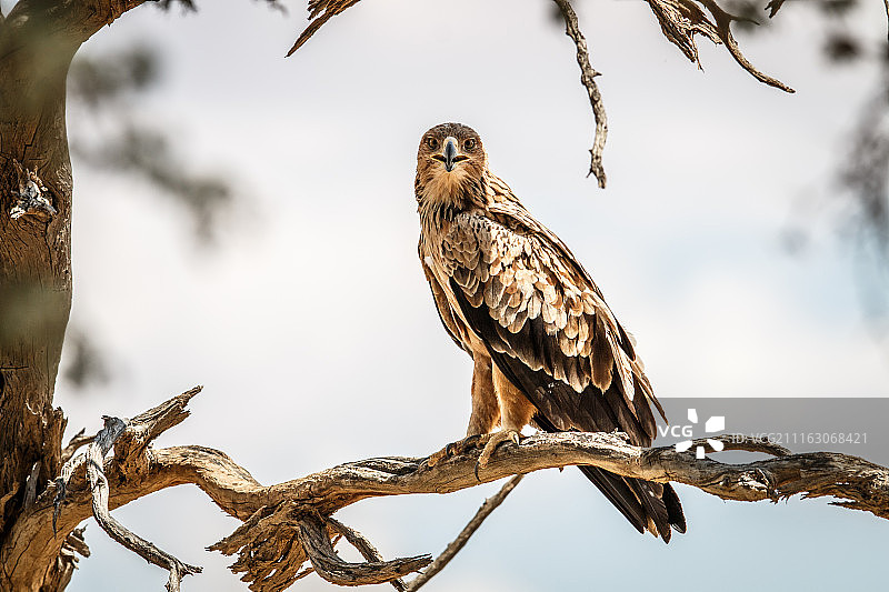 博茨瓦纳茨哈邦图片素材
