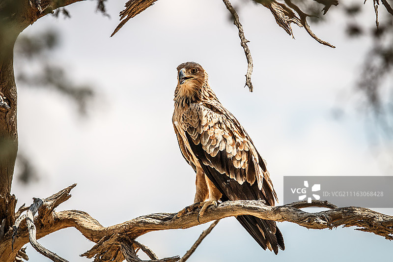 博茨瓦纳茨哈邦图片素材