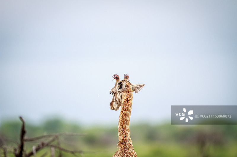 年轻长颈鹿的肖像图片素材
