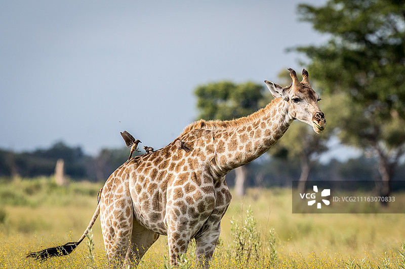 栖息在长颈鹿背上的鸟图片素材