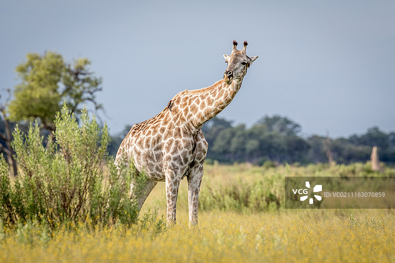 博茨瓦纳马翁图片素材