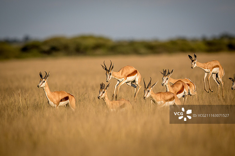 跳羚在稀树大原上放牧图片素材