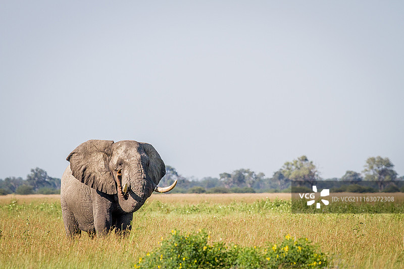 草地上大象的肖像图片素材