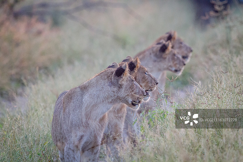 四只母狮朝同一方向看图片素材