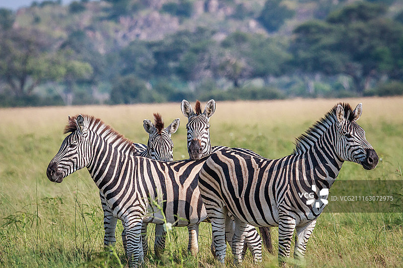 草地斑马肖像图片素材