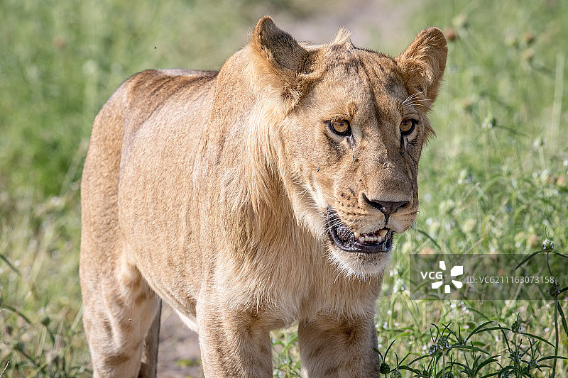 狮子肖像图片素材