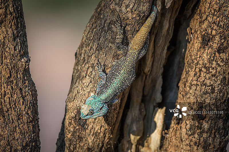 南非塔巴齐姆比图片素材