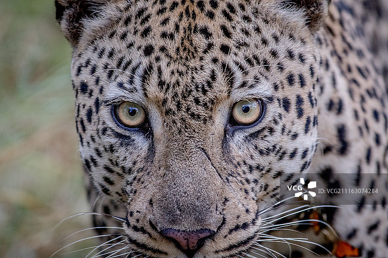 豹头特写图片素材