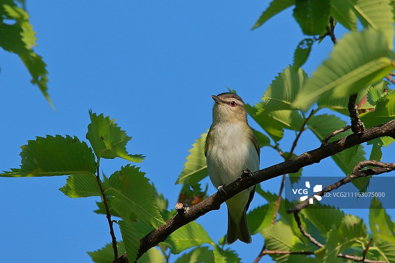 加拿大渥太华图片素材